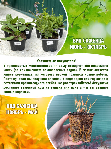 Тысячелистник Клос оф Голд (таволговый) 