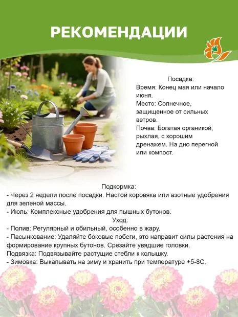 Георгин Фринжед Стар (кактусовидный)