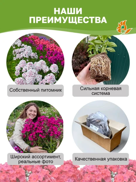 Флокс Земляничное суфле