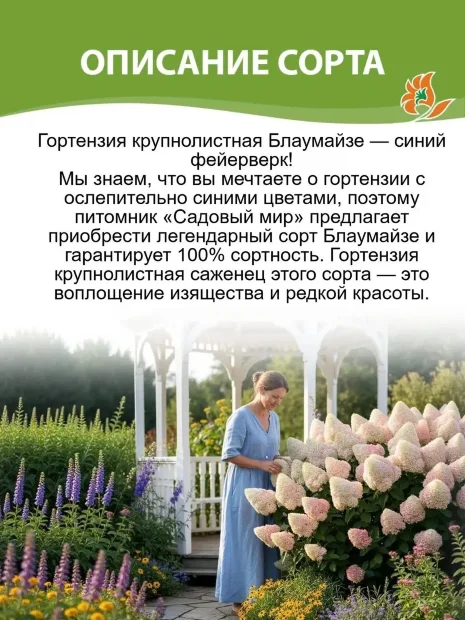 Гортензия Блаумайзе саженцы 