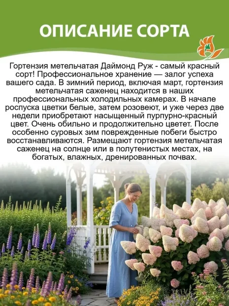 Гортензия Даймонд Руж саженцы 
