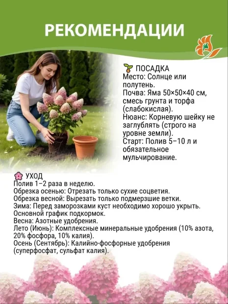 Гортензия Даймонд Руж саженцы 