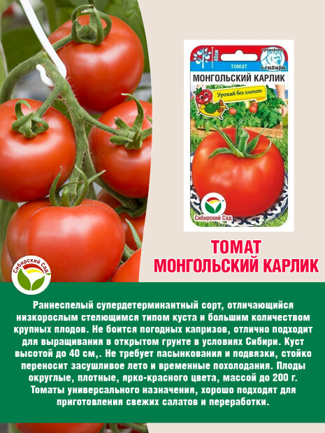 Томат Монгольский карлик семена 