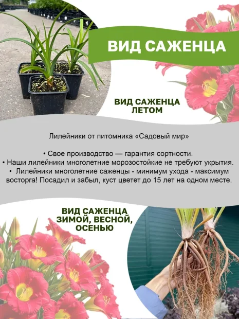 Лилейник Бонанза