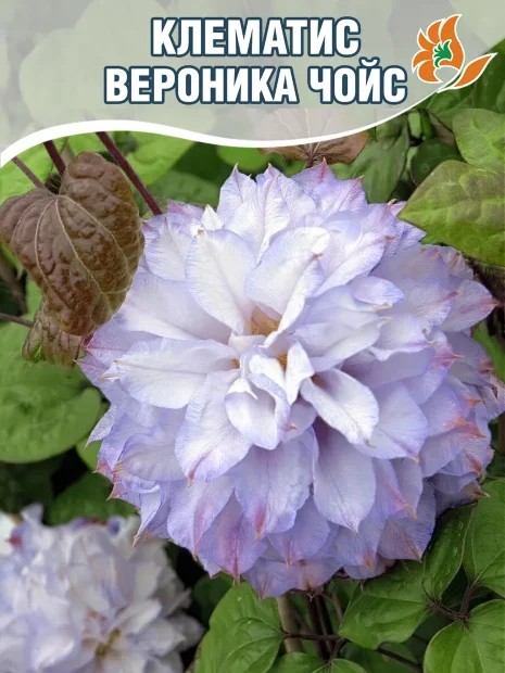 Клематис Вероника Чойс (крупноцветковый)