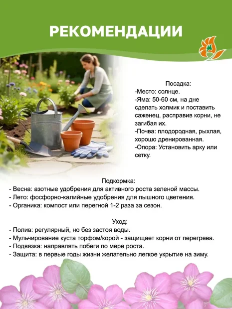 Клематис Вероника Чойс (крупноцветковый)