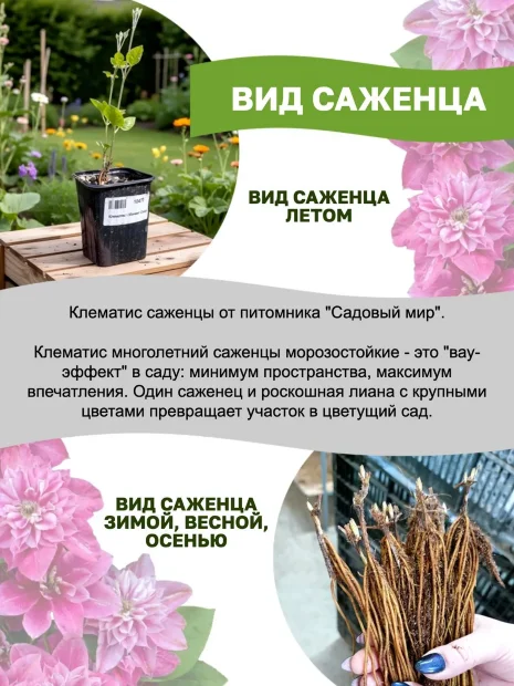 Клематис Вероника Чойс (крупноцветковый)