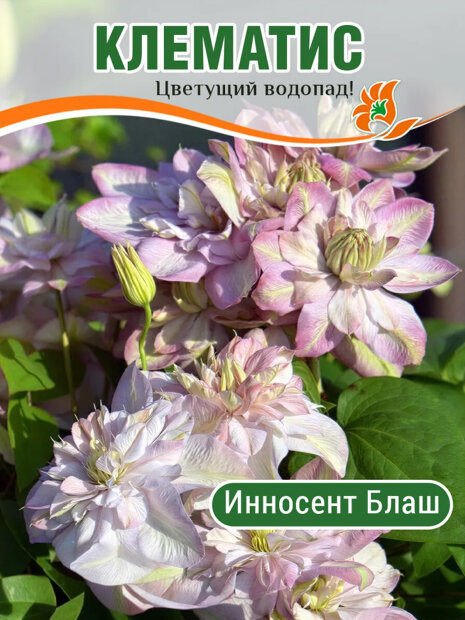 Клематис Инносент Блаш саженцы 
