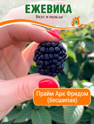 Ежевика Прайм Арк Фридом (ремонтантная бесшипая) Ежевика Прайм Арк Фридом (ремонтантная бесшипая)