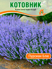 Котовник Пурсиан Блю