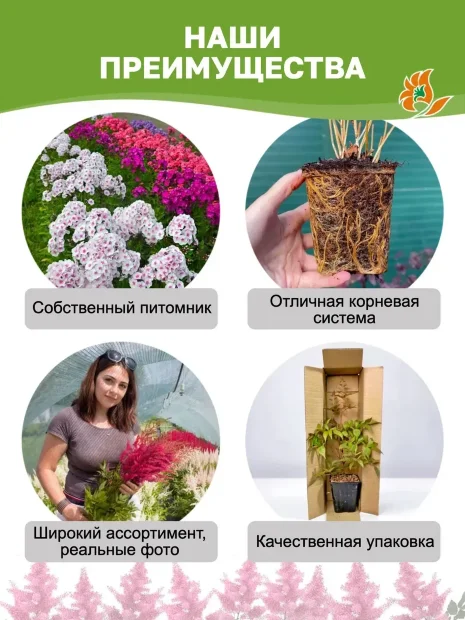 Астильба Аметист