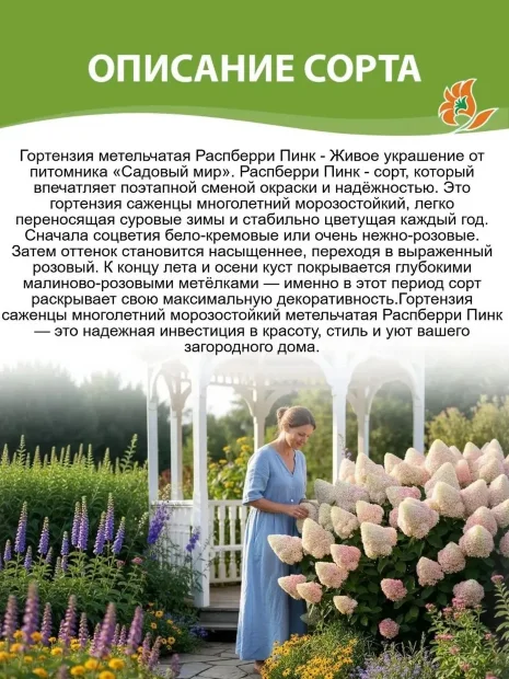 Гортензия Распберри Пинк саженцы 