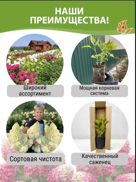Гортензия Распберри Пинк саженцы 