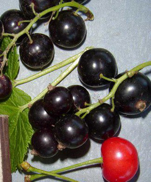 Смородина Селеченская 2 саженцы 