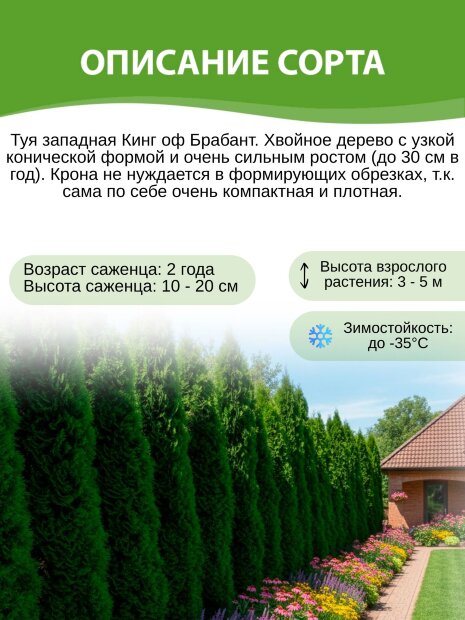Туя Кинг оф Брабант