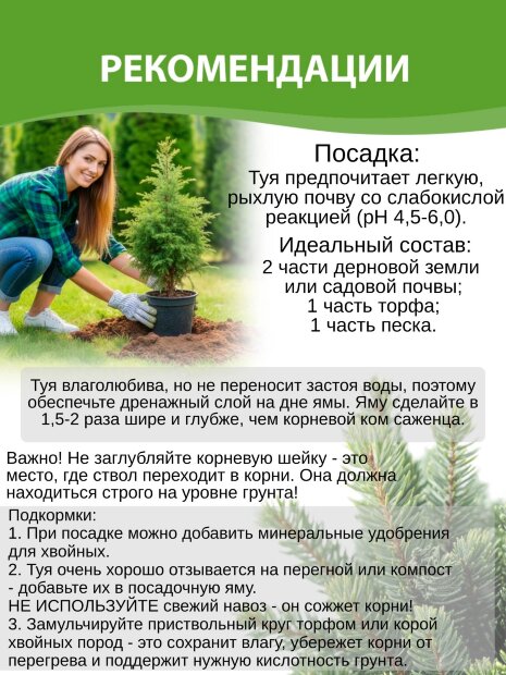 Туя Кинг оф Брабант