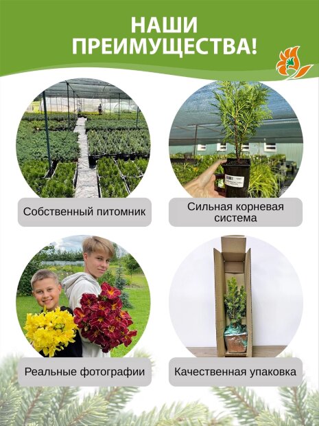 Туя Кинг оф Брабант