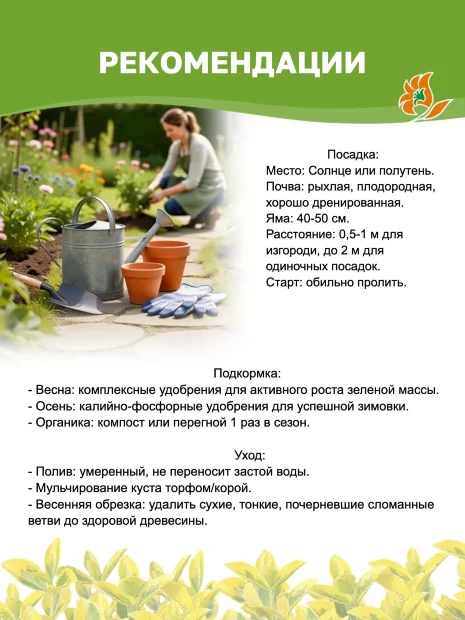 Бересклет Эмералд Голд саженцы 