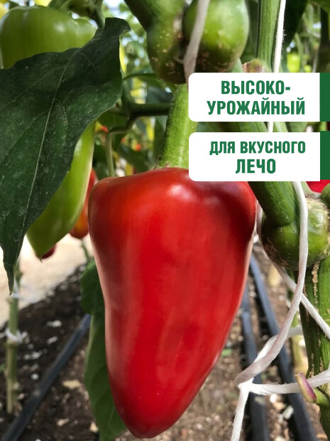 Перец сладкий Тайфун семена 