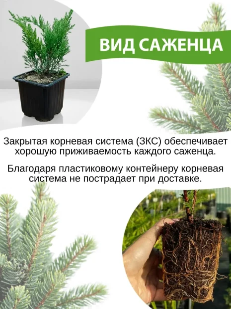 можжевельник с голубой хвоей