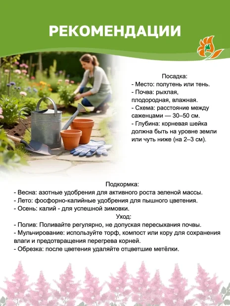 Астильба Пурпуркерцэ