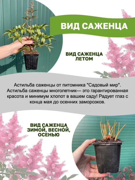 Астильба Пурпуркерцэ