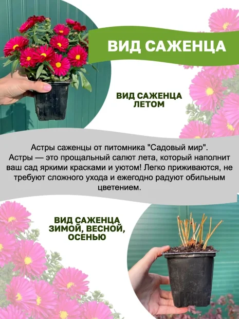 Астра Аден