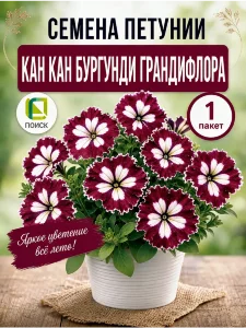 Петуния грандифлора Кан Кан Бургунди