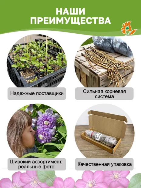 Клематис Ред Стар саженцы 