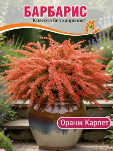 Барбарис Оранж Карпет Барбарис Оранж Карпет