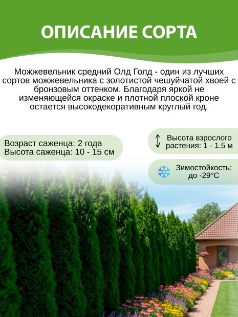 Можжевельник Олд Голд